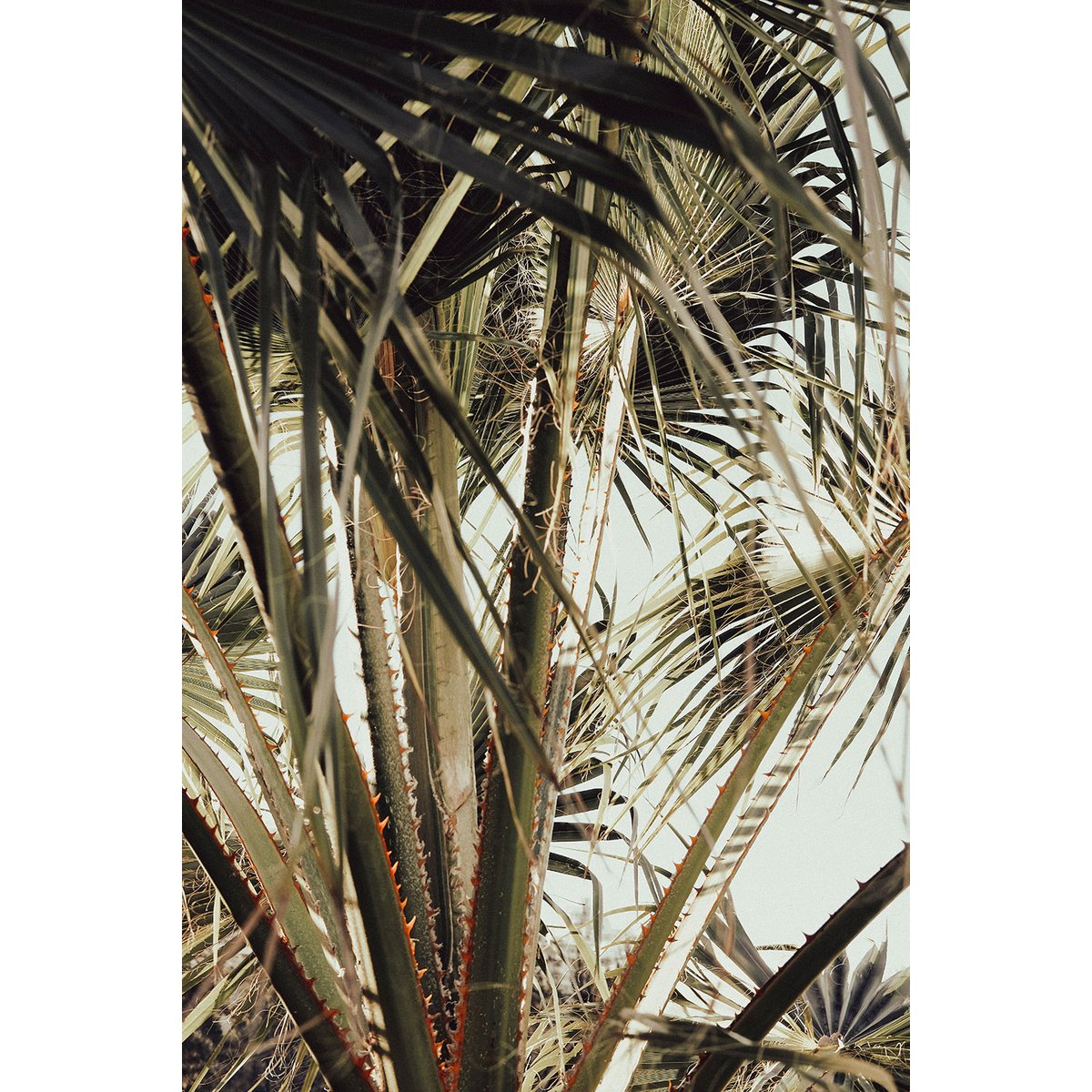 Tableau cœur de palmier tableau alu dibond, HEXOA