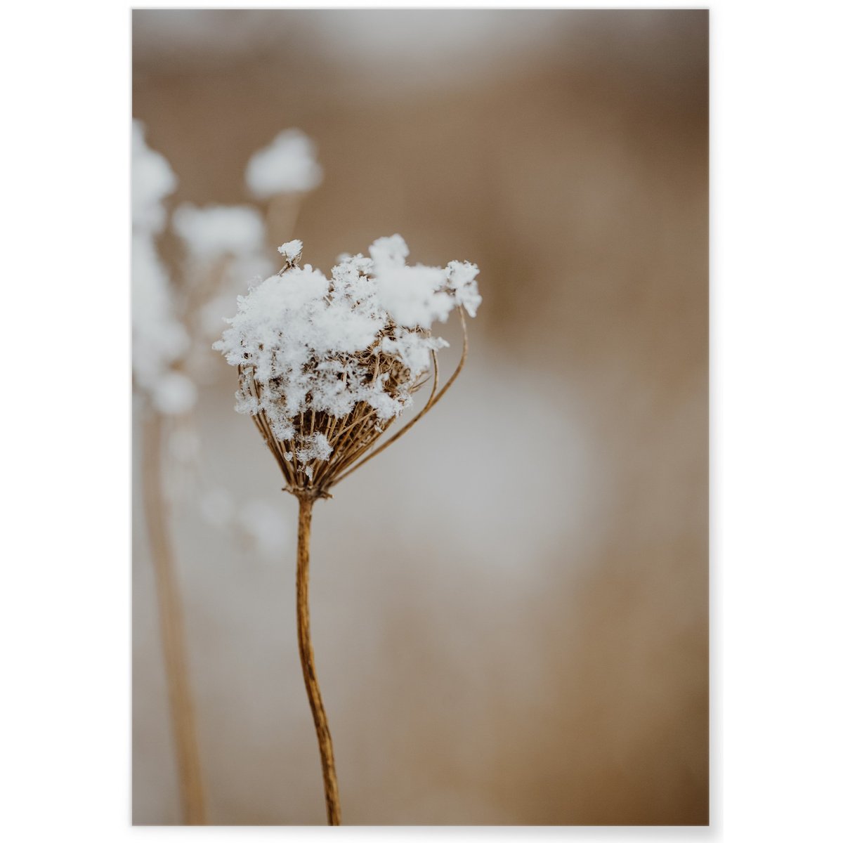 Poster Nature Winter 1 blanc, L'AFFICHERIE