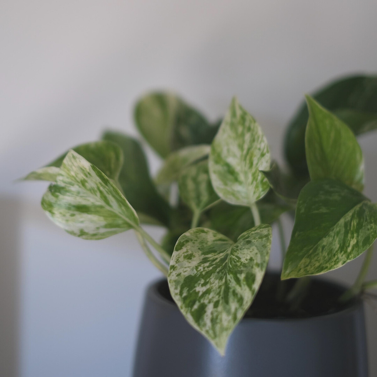 Planta Scindapsus marble queen, BIOMA verde, BIOMA PLANTS