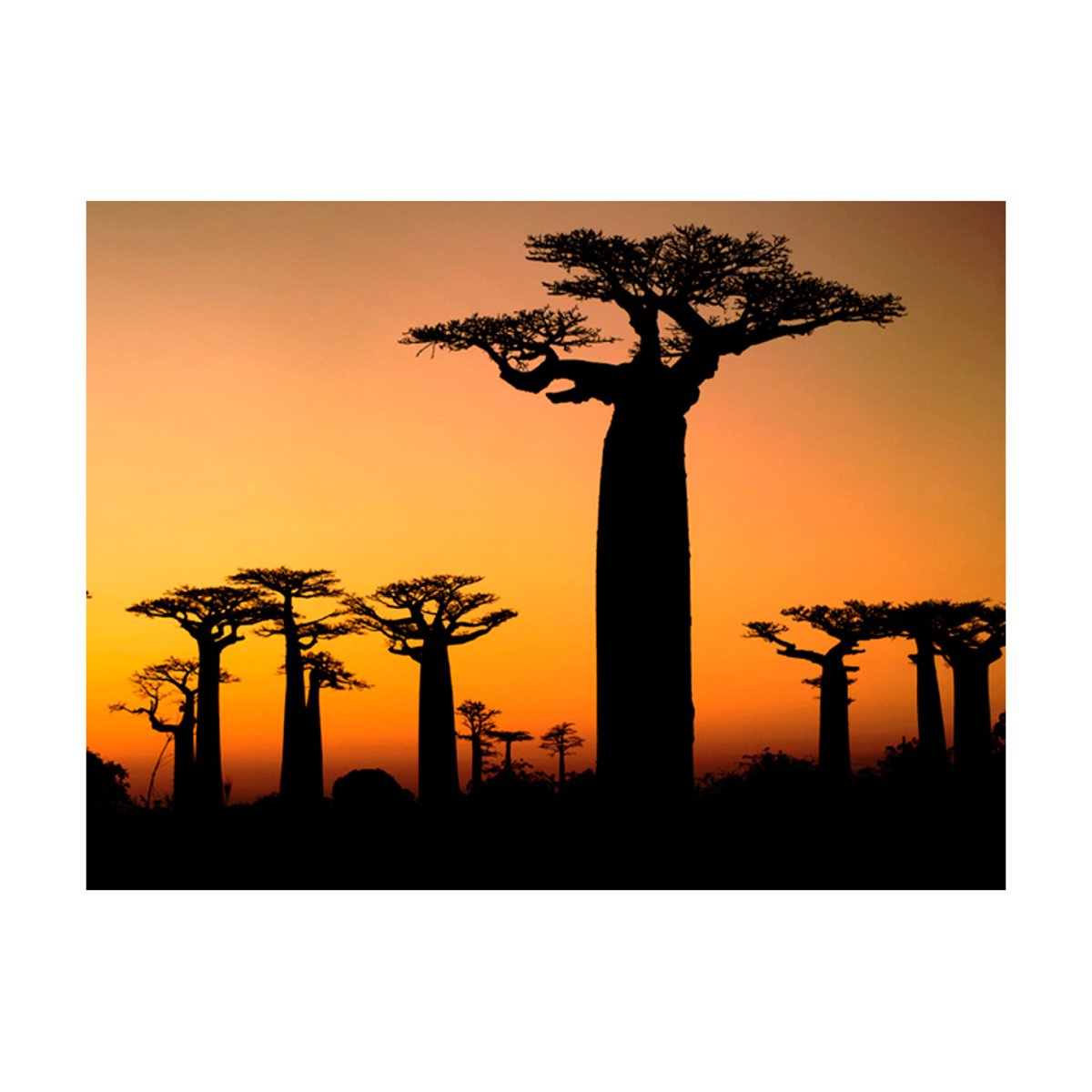 Papier peint intissé panoramique Paysage Baobabs africains multicouleur, EDEN