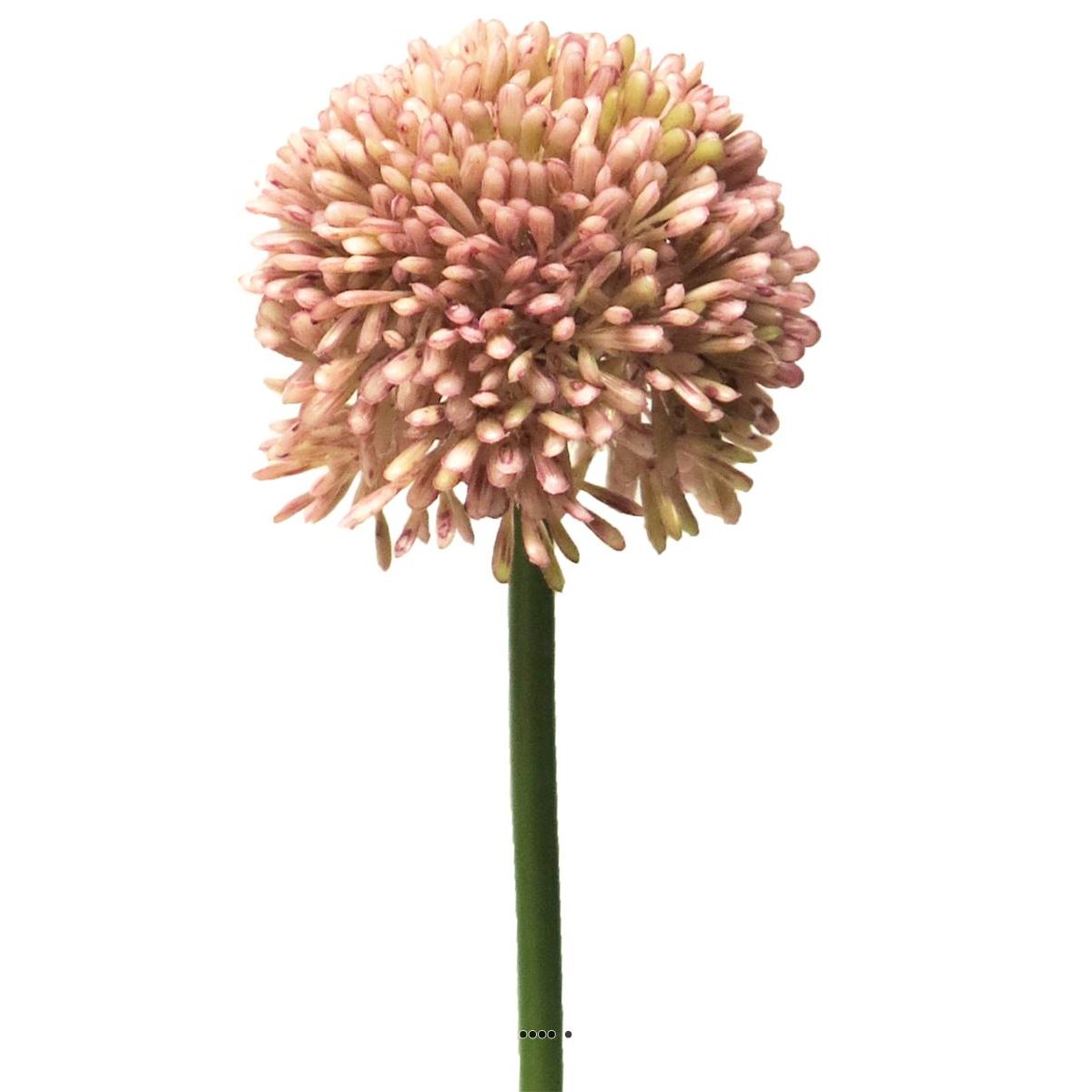 Allium artificiel en tige H 45 cm Rose rose, ARTIFICIELLES