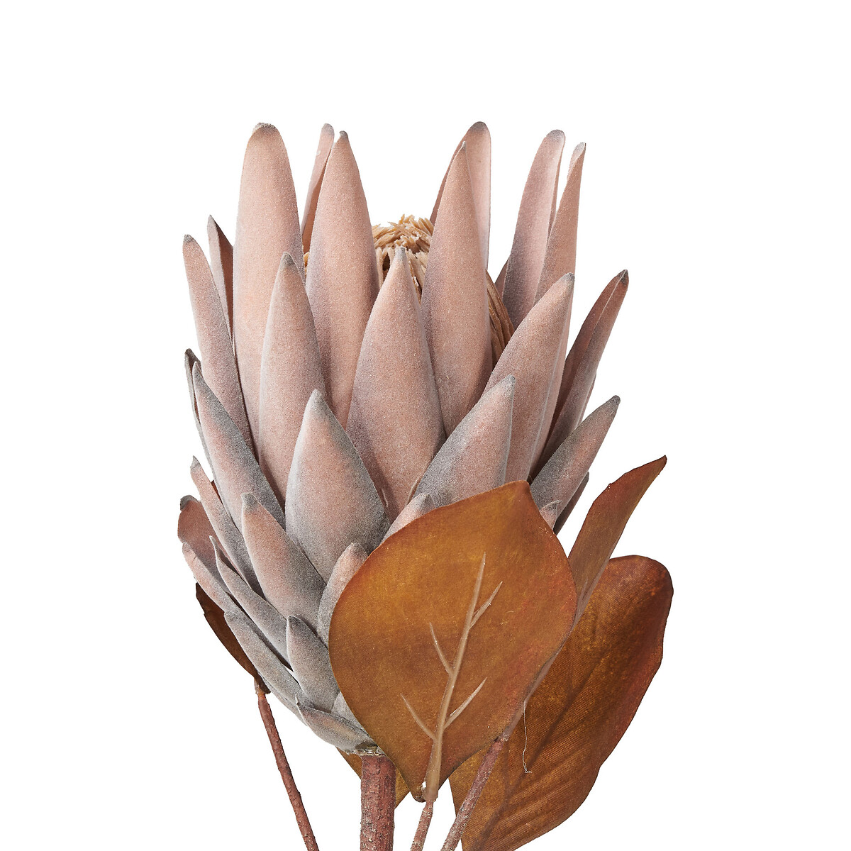 Set of 6 71cm Mulberry Brown Protea Stems brown , ÉDITÉ
