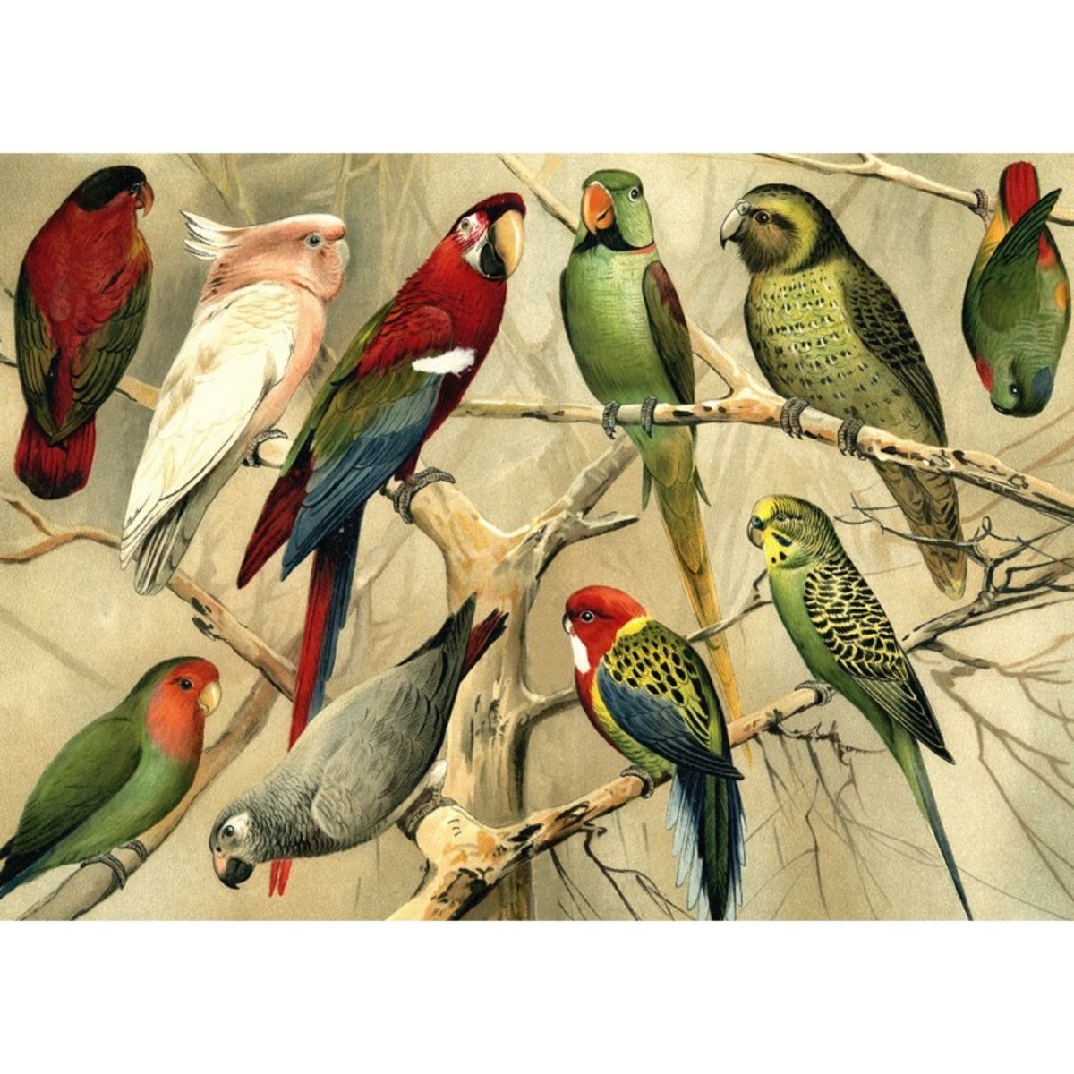 Affiche perroquets vintage  Parrots multicolore, THE DYBDAHL CO