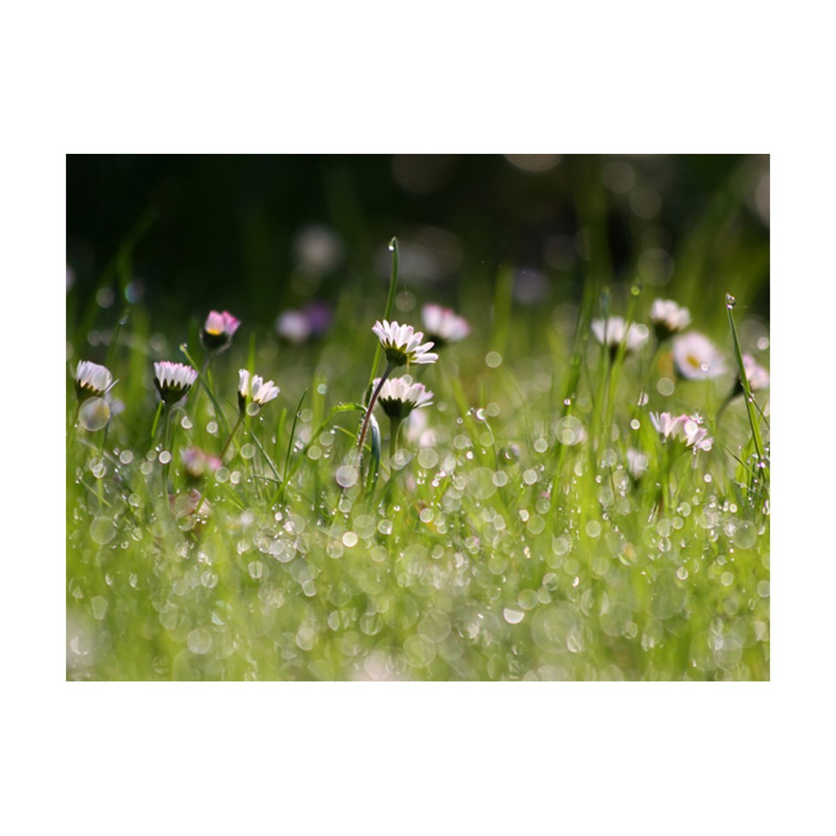Papier peint intissé panoramique Fleurs Marguerites et la rosée du matin blanc, EDEN