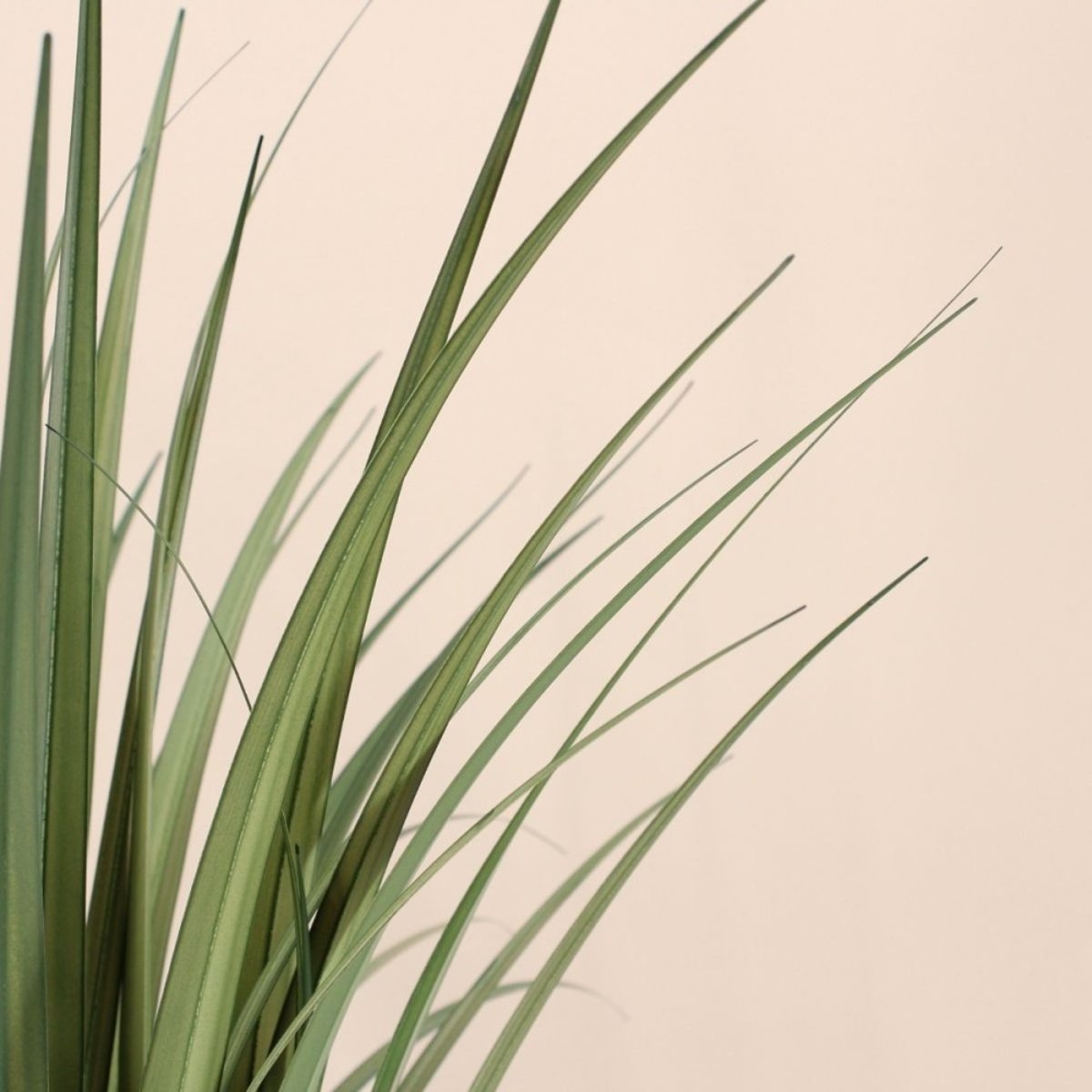 Plante artificielle acorus 80cm vert, ORNAMI