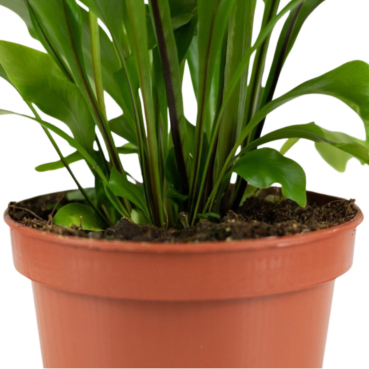 Planta Asplenium Nidus, BIOMA  verde, BIOMA PLANTS
