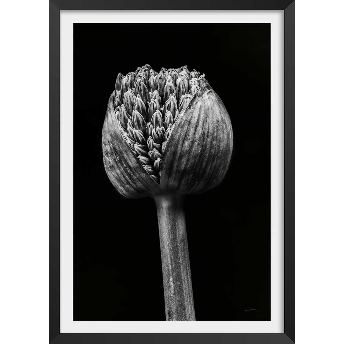 Poster tropical spring palm affiche + cadre en bois - noir, HEXOA