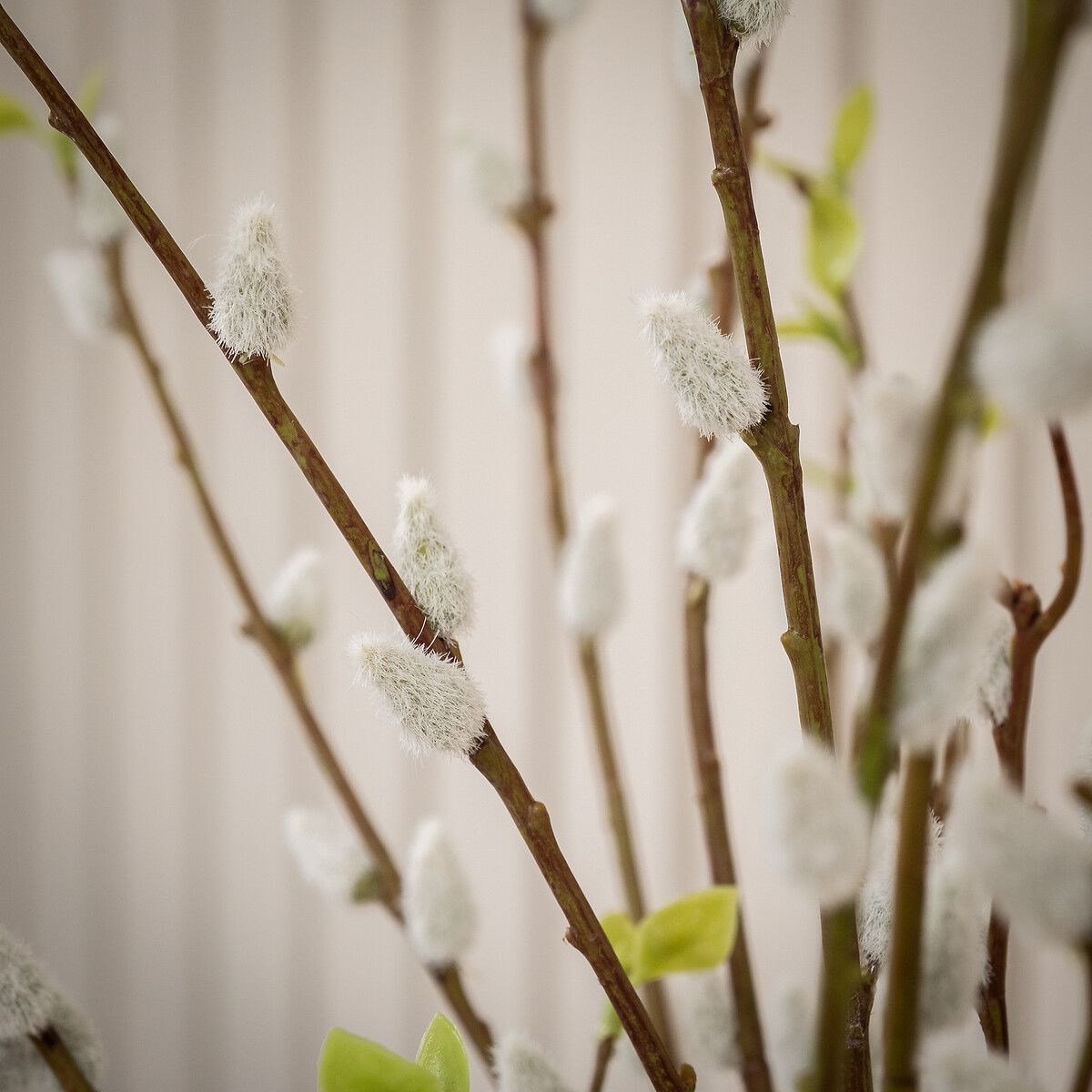 93cm Pack of 5 Artificial Pussy-Willow Stem white/green, SO'HOME