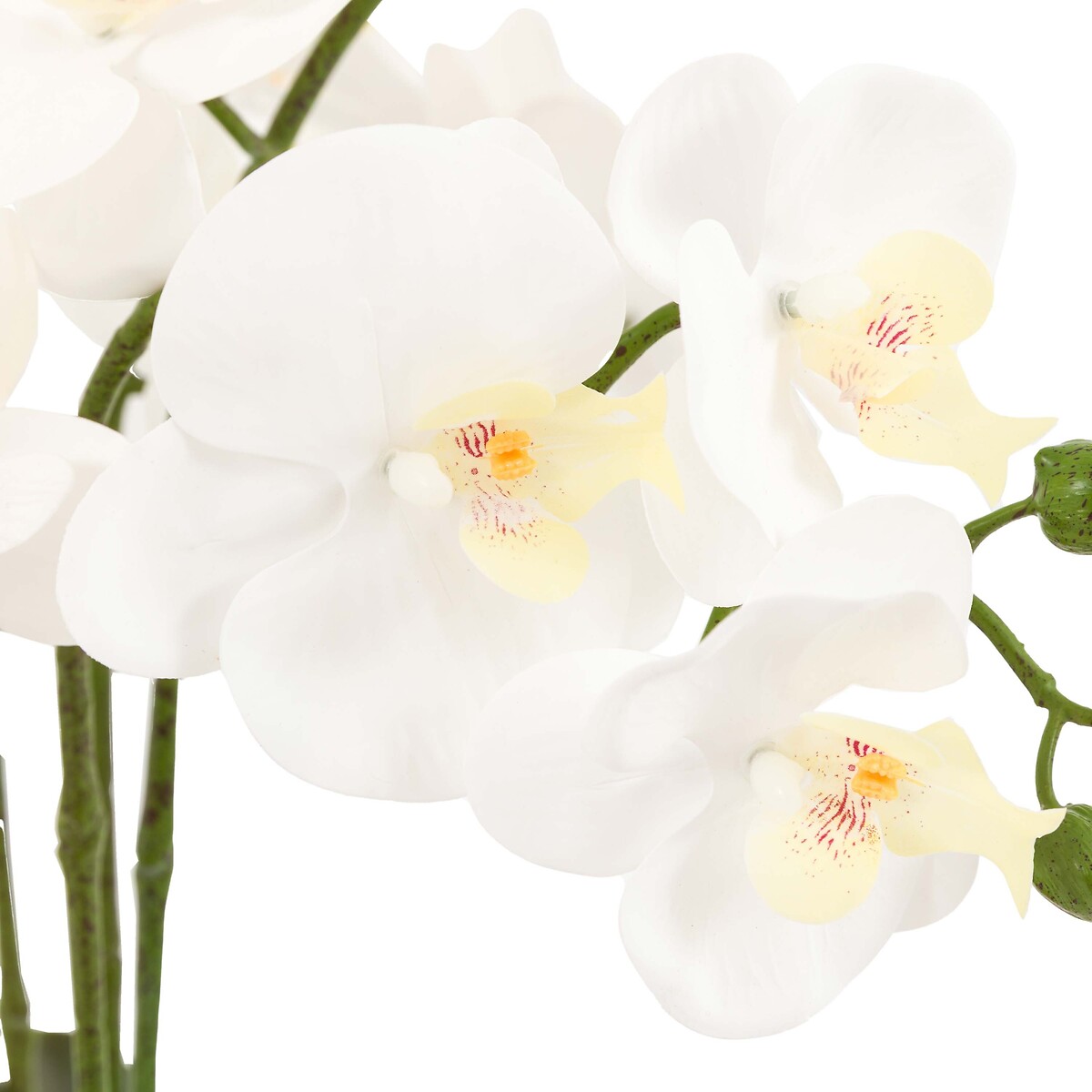 65cm Oversized Orchid Plant in Cement Pot white, ÉDITÉ