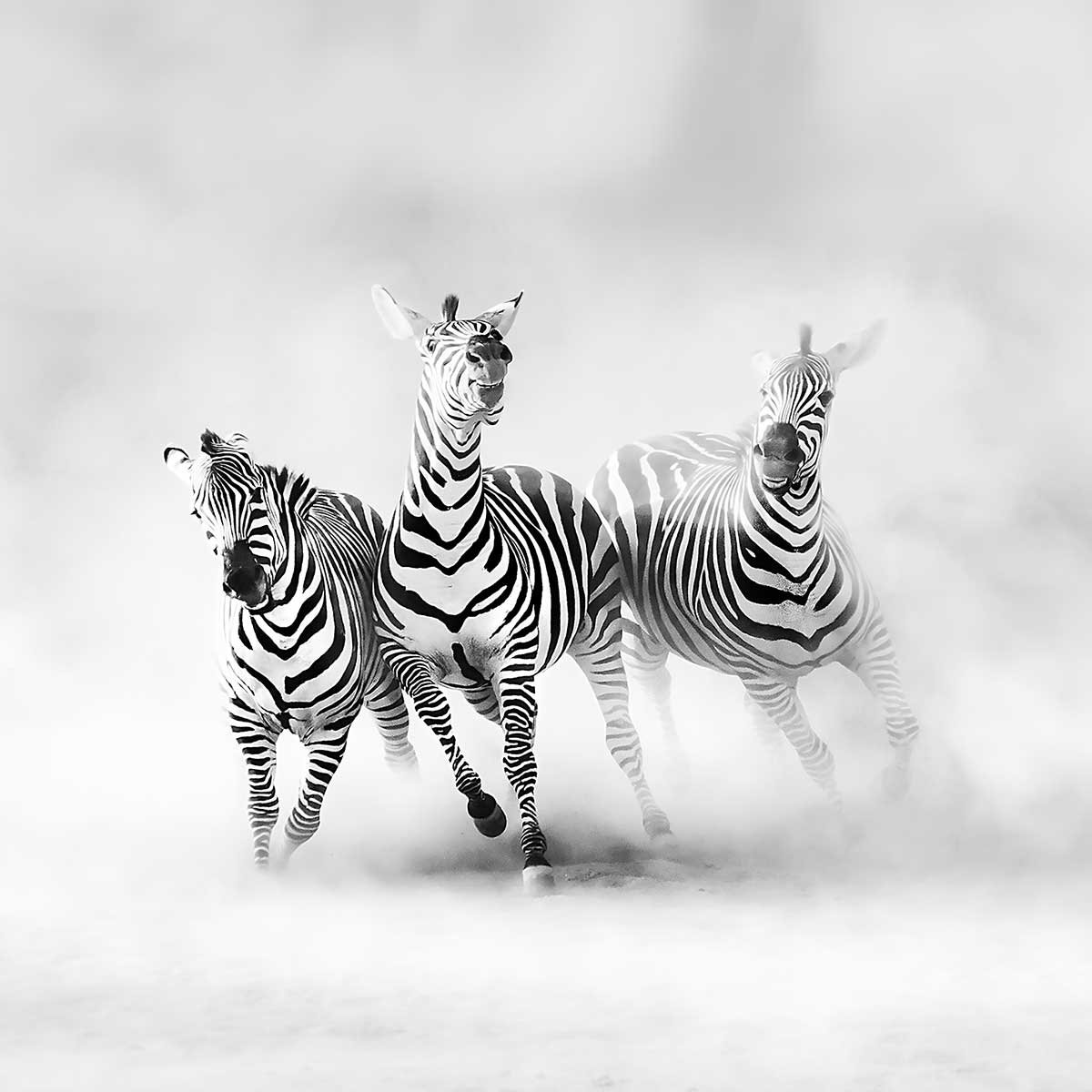 Tableau animaux racing stripes tableau alu dibond, HEXOA