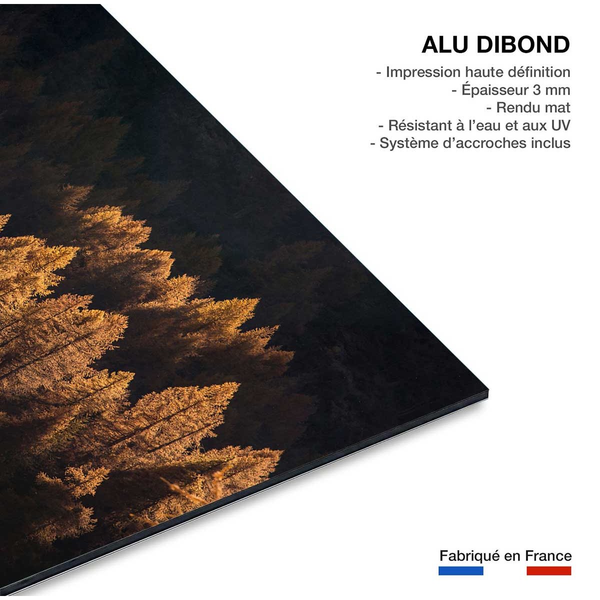 Tableau Mélèzes en automne tableau alu dibond, HEXOA