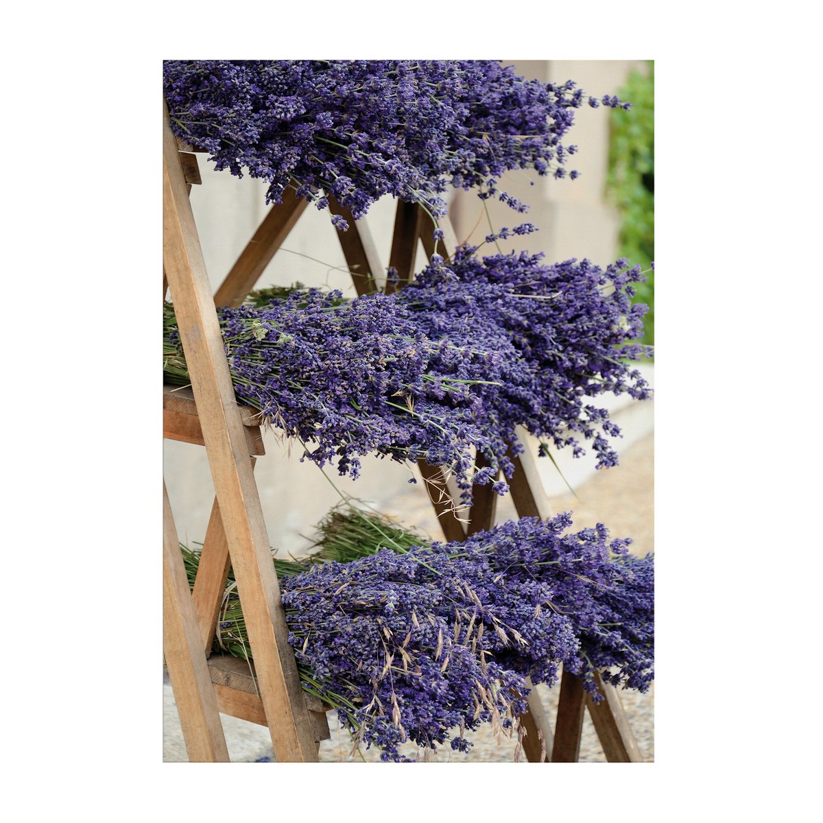Tableau de jardin Lavande en fleurs violet, ART FOR THE HOME