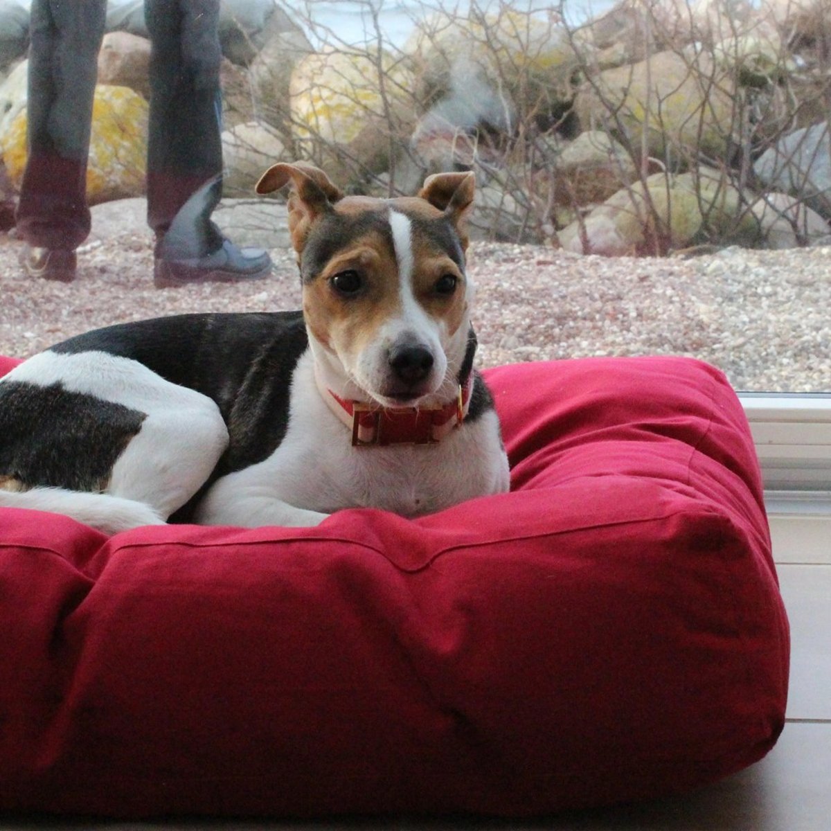 Coussin chien moelleux en coton bio, HVAD rouge, TADAZHI