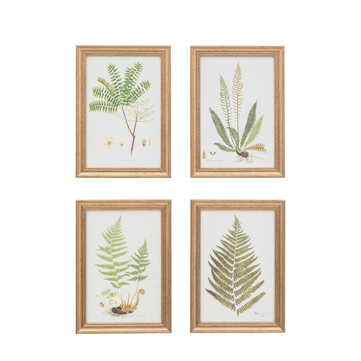 Set of 4 Assorted Ferns Framed Art green, ÉDITÉ