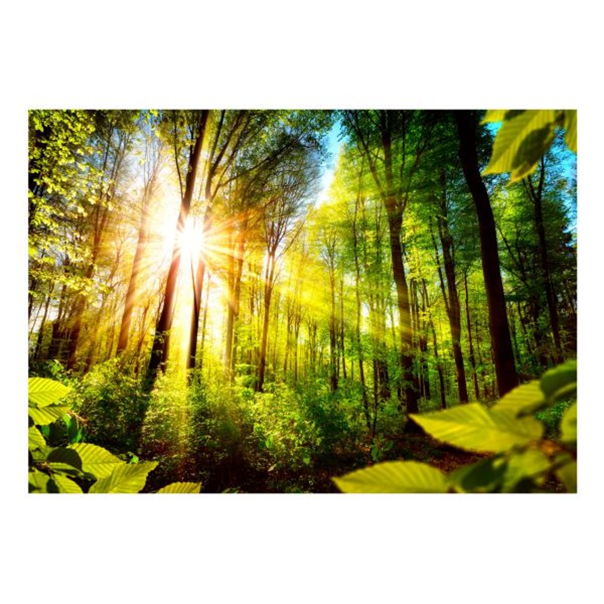 Papier peint intissé panoramique Paysage Forest Hideout vert, EDEN