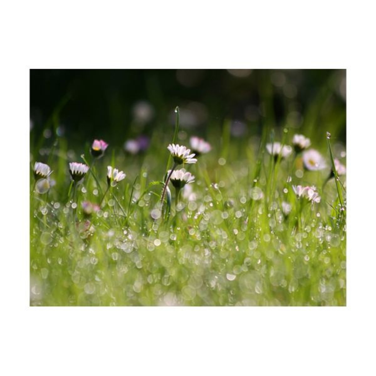 Papier peint intissé panoramique Fleurs Marguerites et la rosée du matin blanc, EDEN