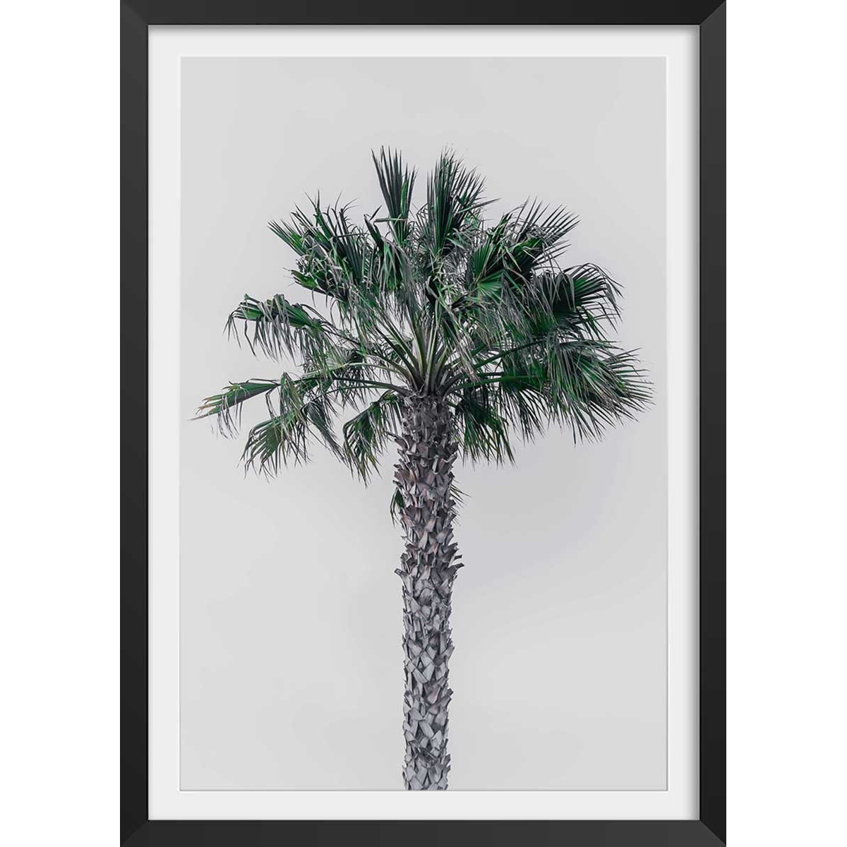 Affiche coconut palm affiche + cadre en bois - noir, HEXOA
