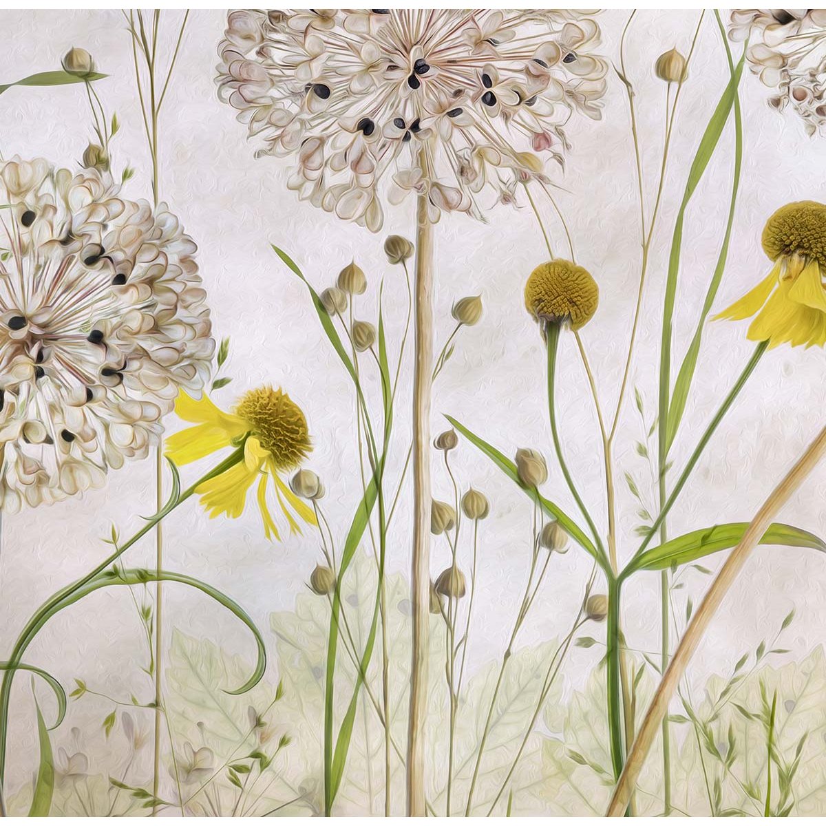 Papier peint alliums et héléniums intissé, HEXOA
