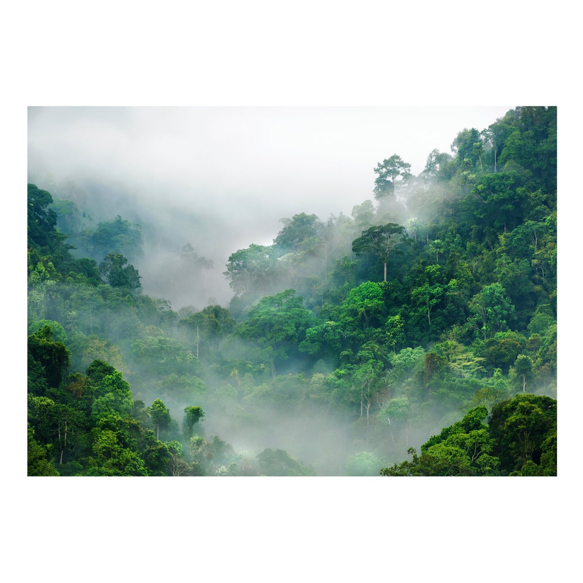 Papier peint intissé panoramique Paysage Morning Fog blanc, EDEN