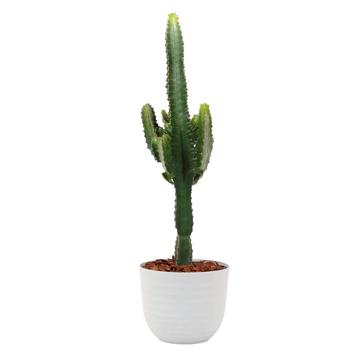 Planta Euphorbia acrurensis + vaso havana waves, da BIOMA calcário, BIOMA PLANTS