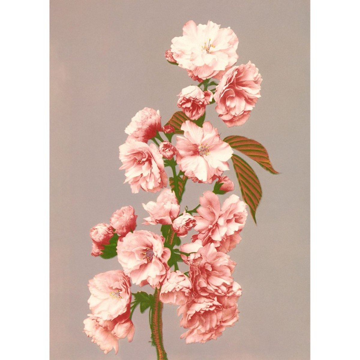 Photo fleurs de cerisier Ogawa Kazumasa Cherry Blossom rose, THE DYBDAHL CO