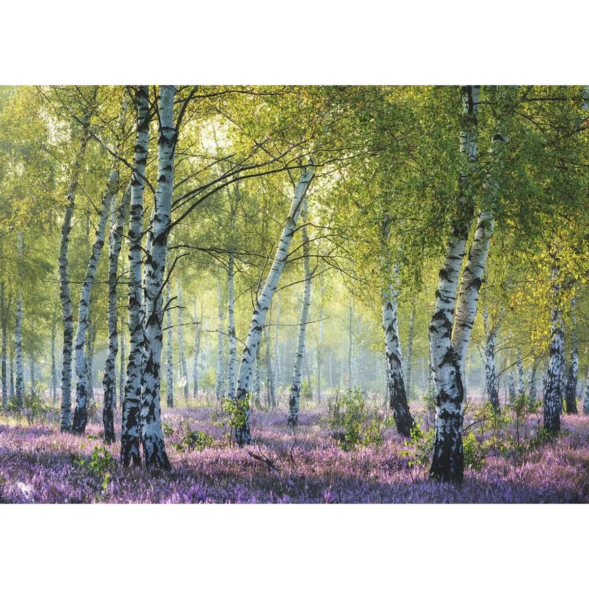 Puzzle 1000 pièces Forêt de bouleaux multicolore, RAVENSBURGER