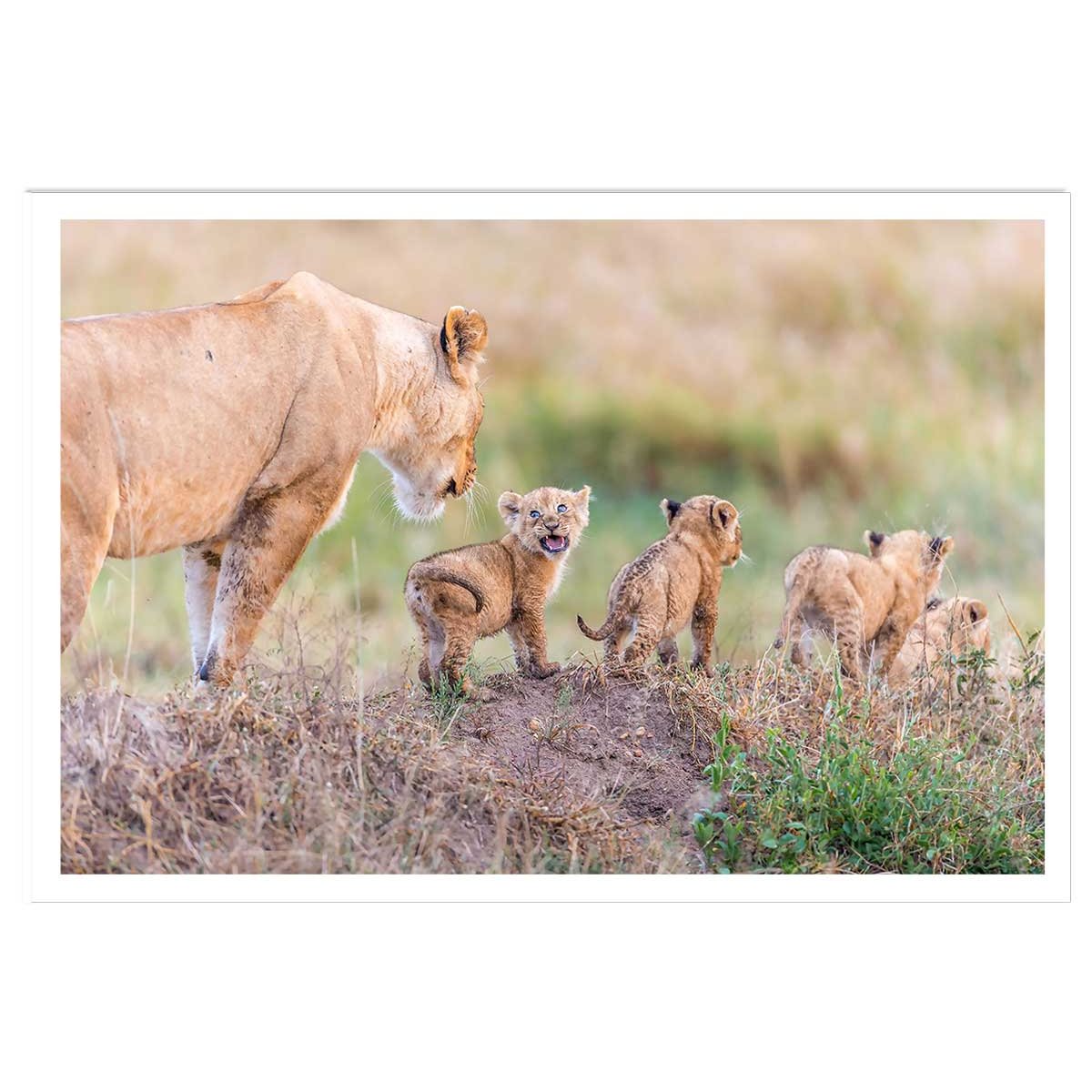 Affiche animaux let's go mom affiche seule, HEXOA