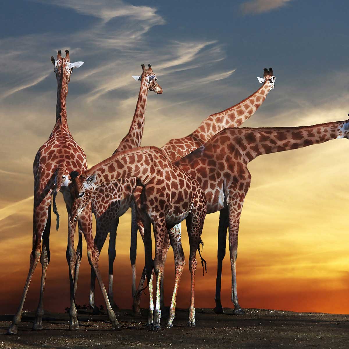 Affiche animaux girafes meeting affiche + cadre en bois - noir, HEXOA