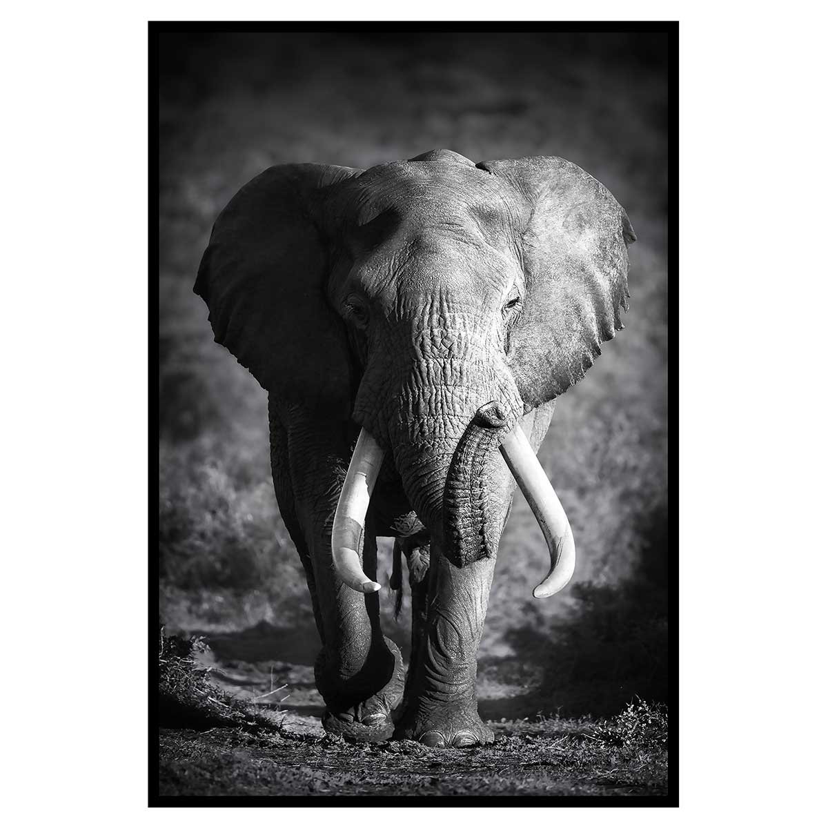 Affiche encadrée éléphant sauvage en noir et blanc affiche + cadre en métal - noir, HEXOA