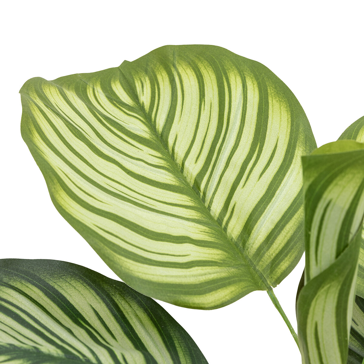 2ft Potted Calathea Leaf Tree green, ÉDITÉ