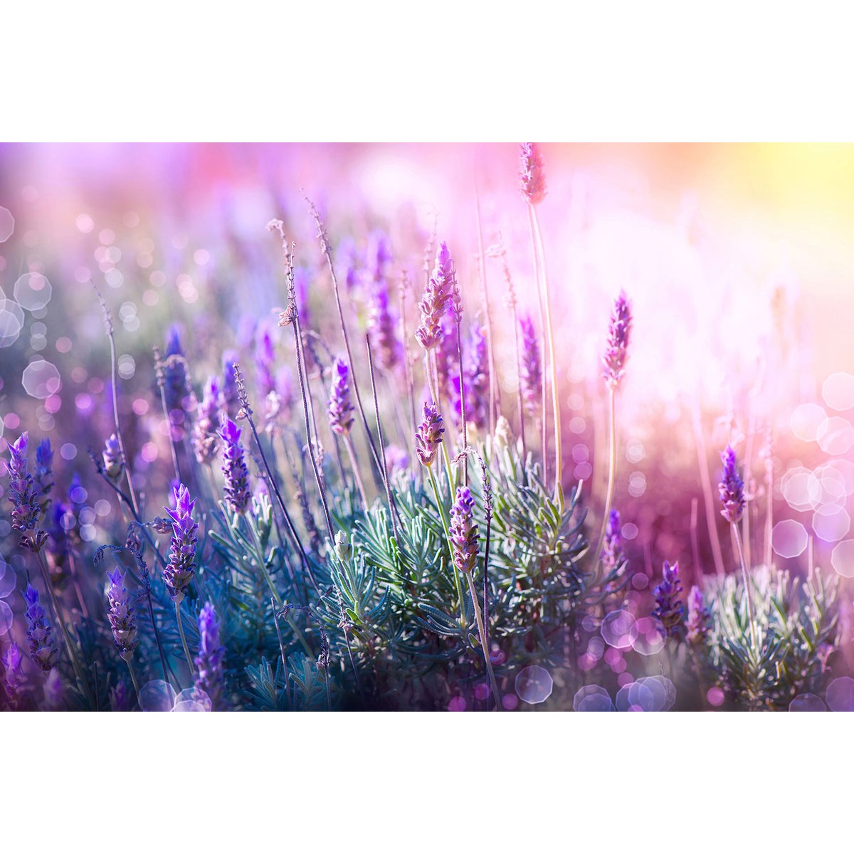 Tableau zoom lavande provençale tableau alu dibond, HEXOA