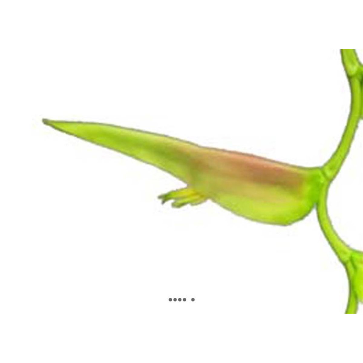 Branche d’Heliconia Equatorial, L 128 vert-rose, ARTIFICIELLES