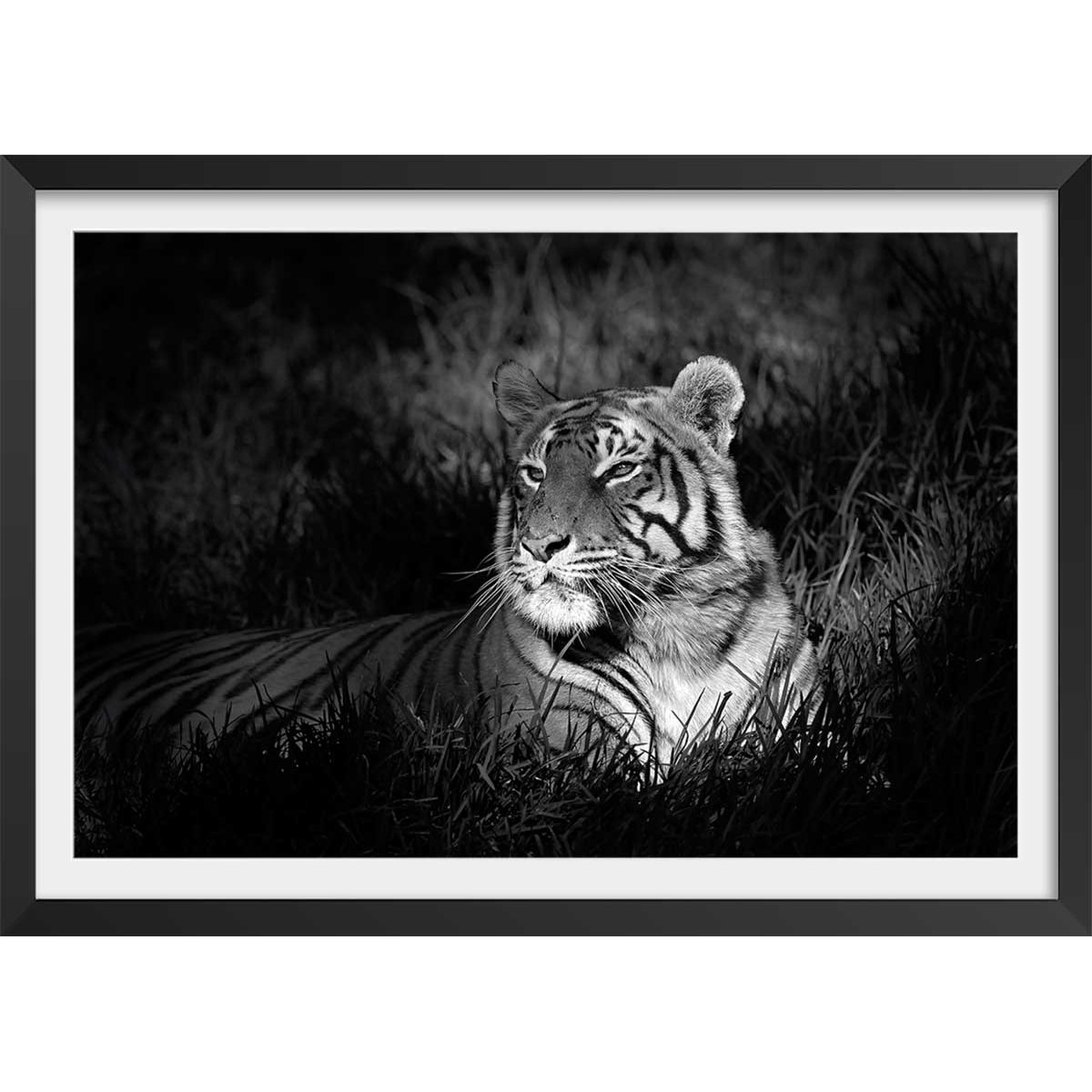 Affiche tigre assoupi dans son rayon de lumière affiche + cadre en bois - noir, HEXOA
