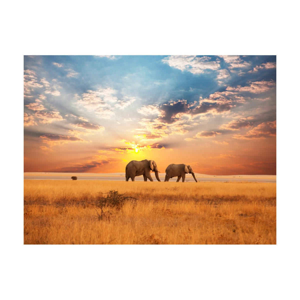 Papier peint intissé panoramique Paysage Éléphants de savane d'Afrique gris / argent, EDEN