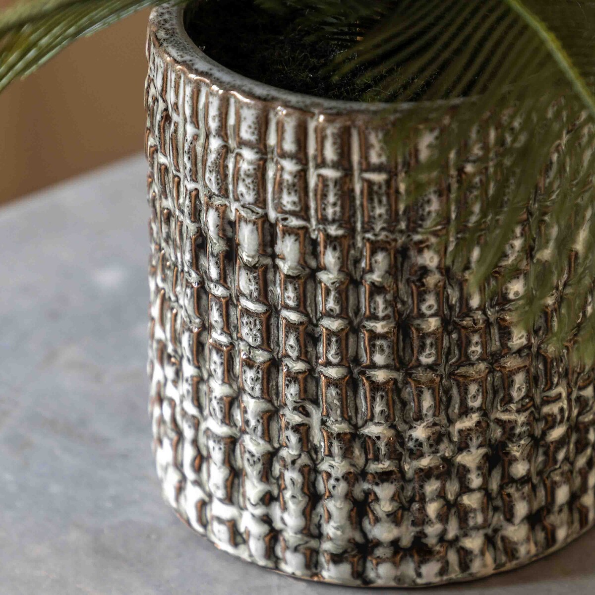 Wide Fern in Concrete Pot grey, ÉDITÉ