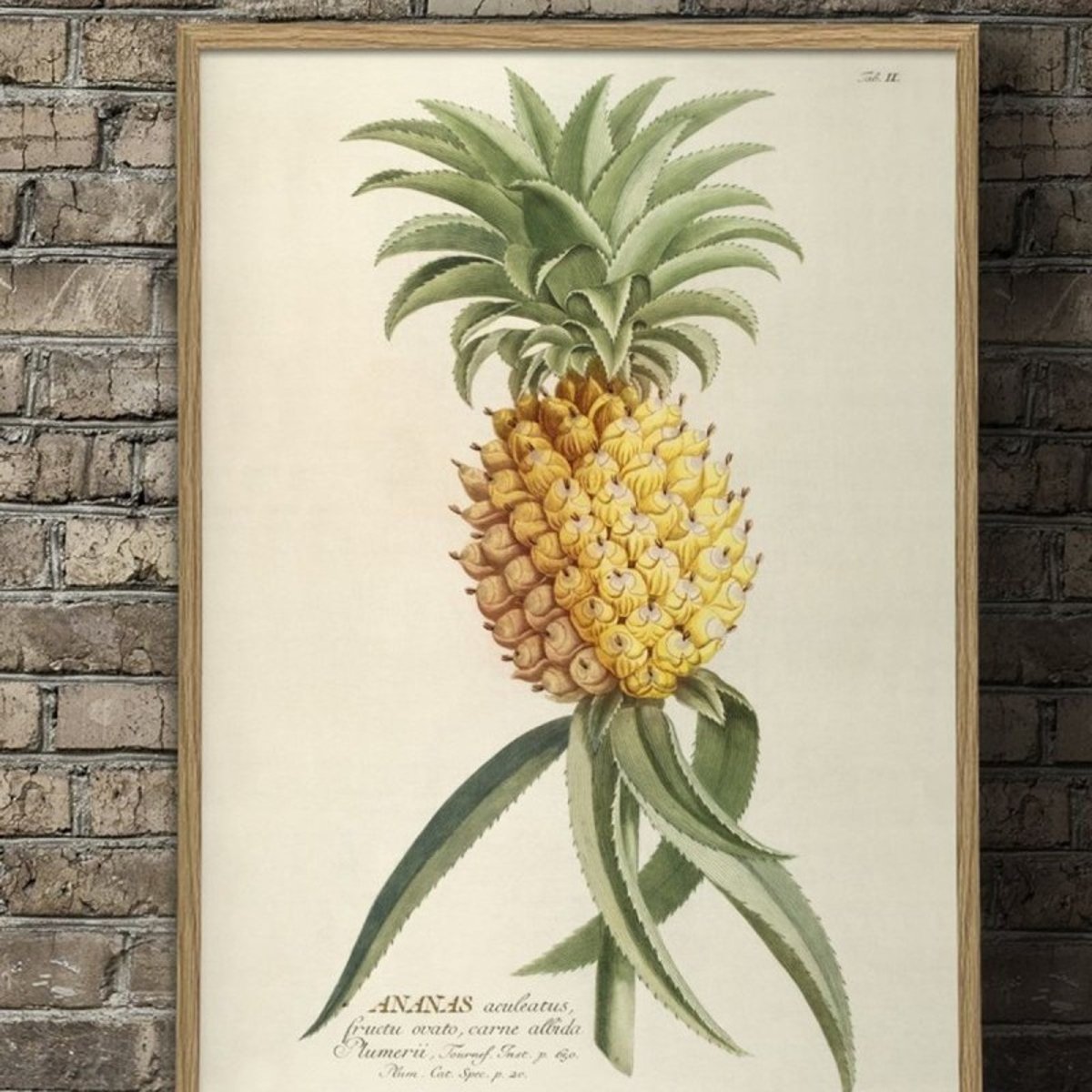 Affiche botanique ananas Ananas Aculeatus jaune, THE DYBDAHL CO
