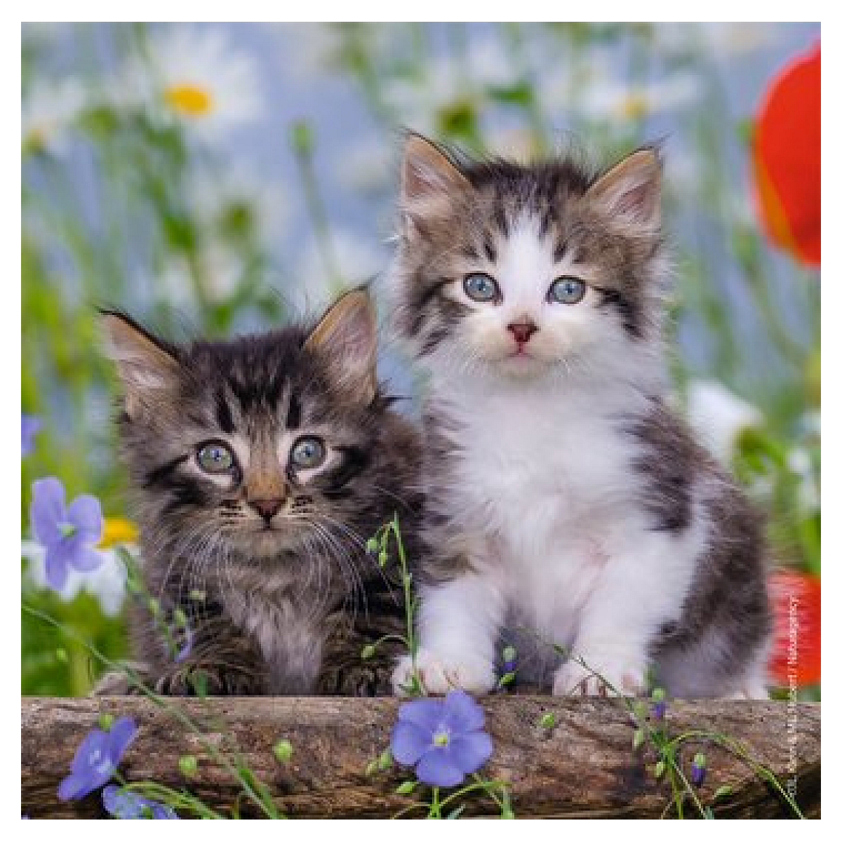 Puzzles 3x49 p - Chatons tigrés couleur unique, RAVENSBURGER