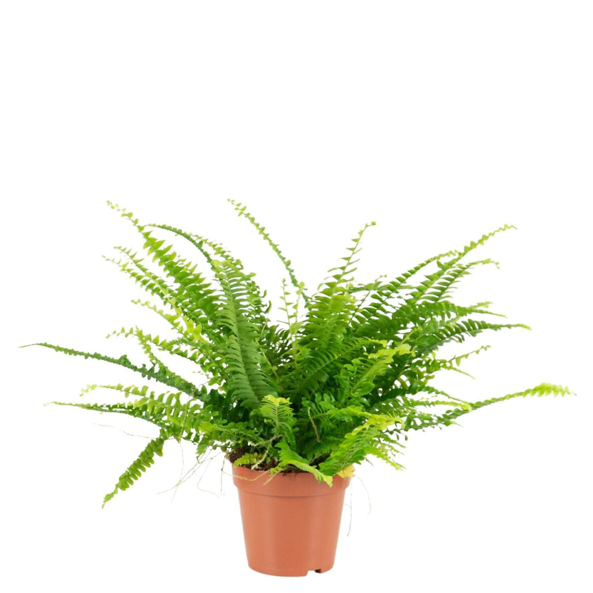 Planta anti-humidade (conjunto 4), BIOMA verde, BIOMA PLANTS