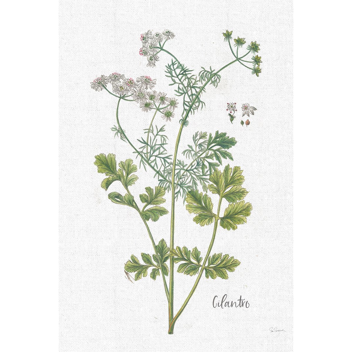 Tableau fleurs Coriandre dessinée tableau alu dibond, HEXOA