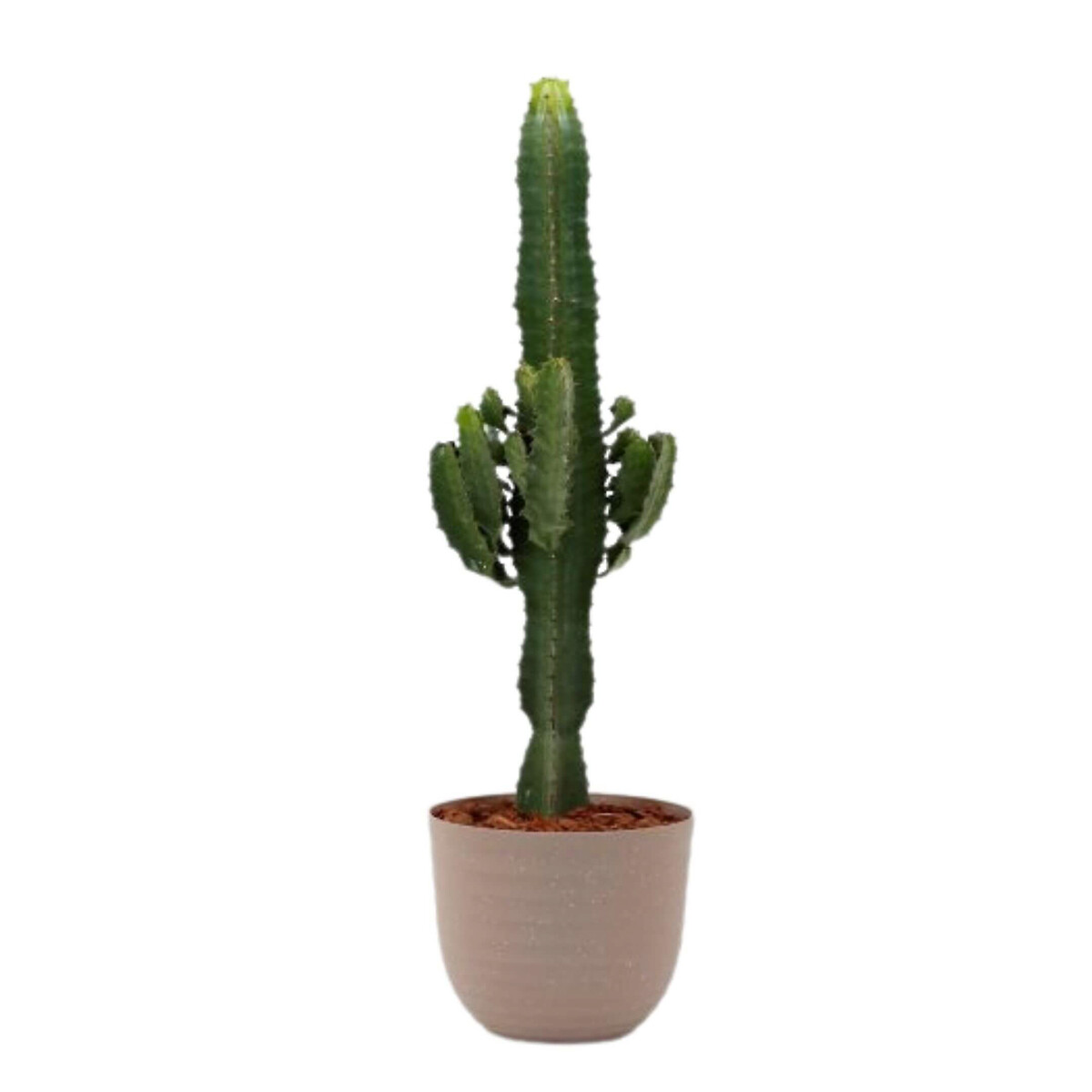 Planta Euphorbia acrurensis + vaso havana waves, da BIOMA linho, BIOMA PLANTS