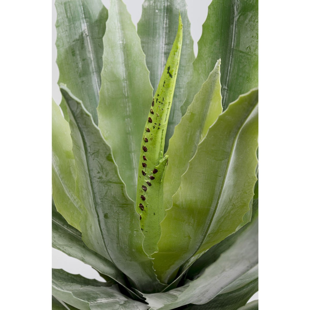 Plante décorative agave vert, KARE DESIGN