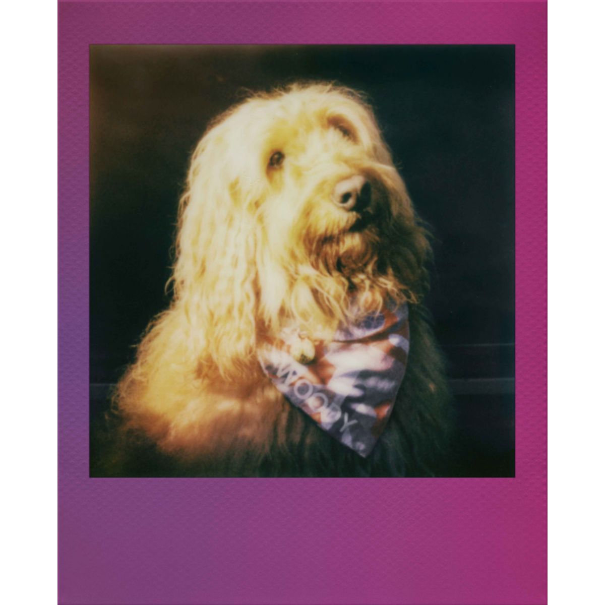 Papier photo instantané Color Film for Go Double pack couleur unique, POLAROID