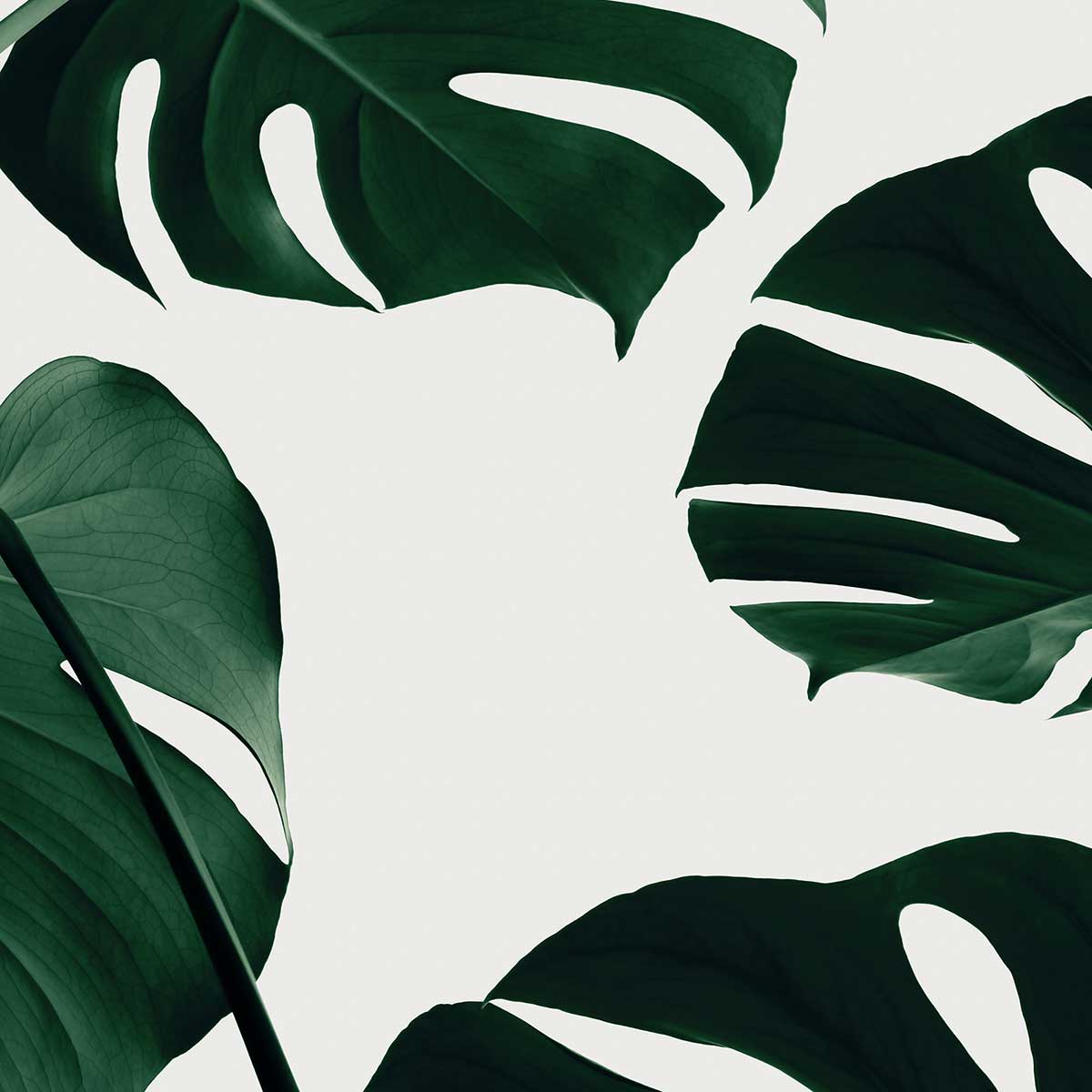 Tableau monstera quattro tableau alu dibond, HEXOA