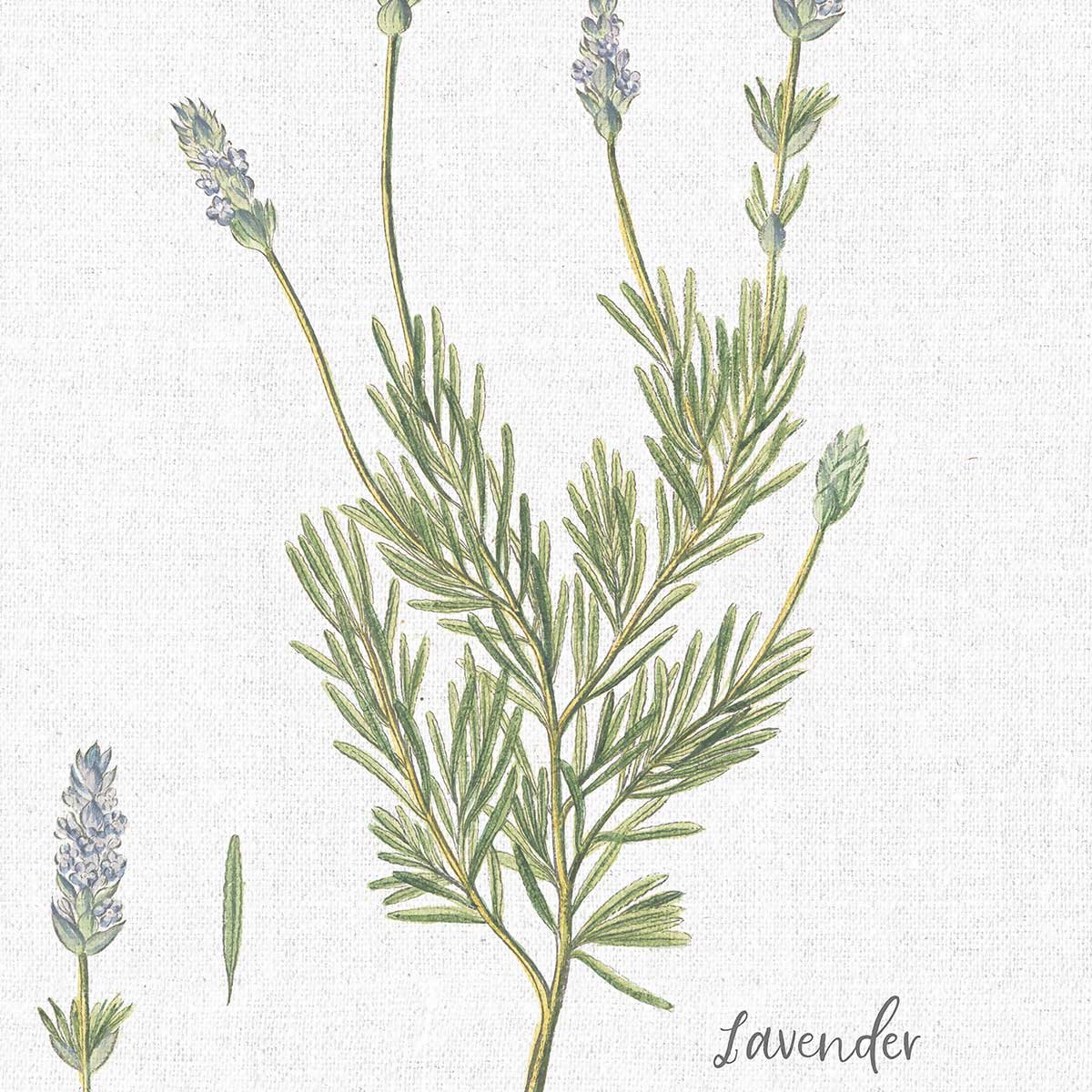 Tableau fleurs Lavande illustrée tableau alu dibond, HEXOA