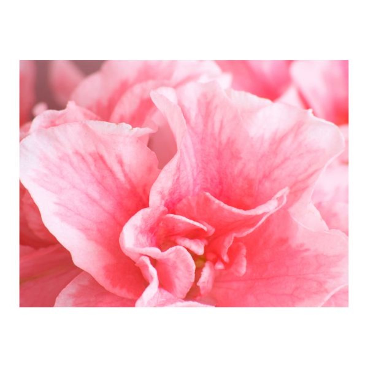 Papier peint intissé panoramique Fleurs Fleurs roses de l'azalée rose, EDEN