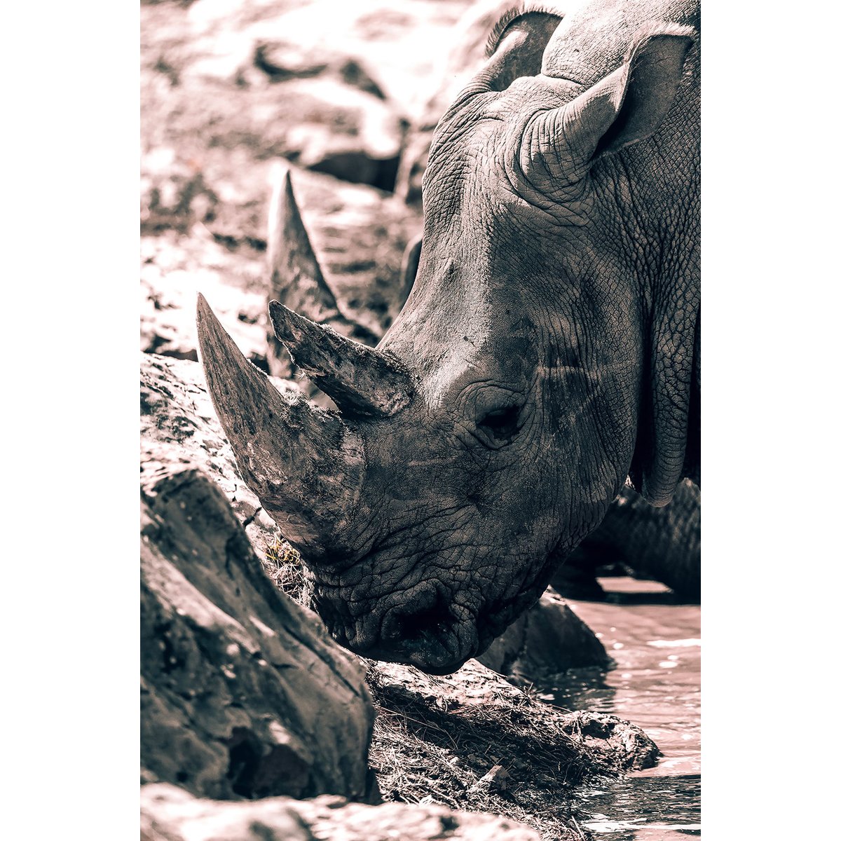 Tableau rhinoceros hommage à sudan.. tableau alu dibond, HEXOA