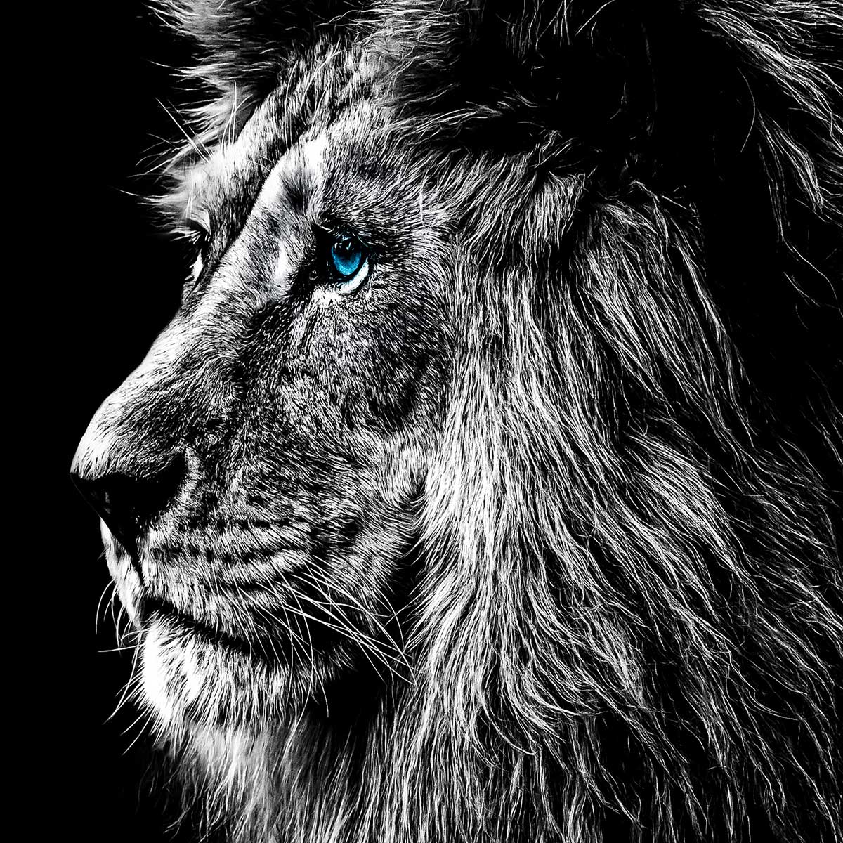 Affiche encadrée lion noir et blanc regard bleu affiche + cadre en métal - noir, HEXOA