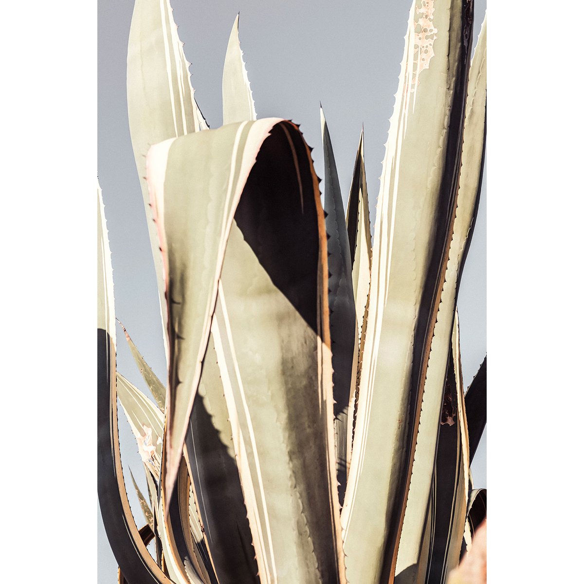 Tableau cactus mexicain tableau alu dibond, HEXOA