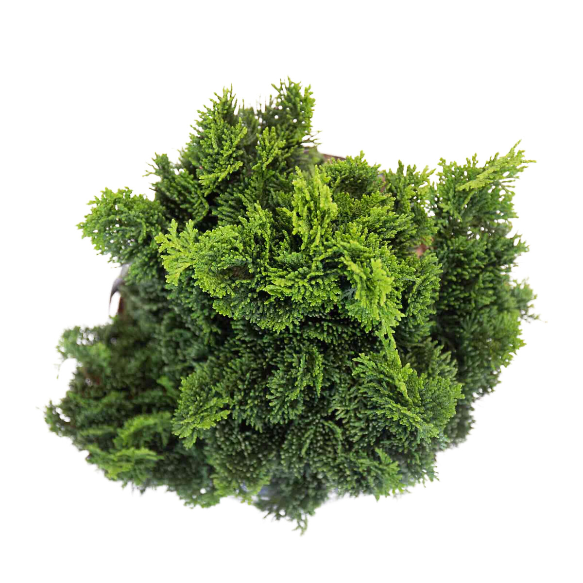 Planta Cipreste Hinoki, BIOMA verde, BIOMA PLANTS