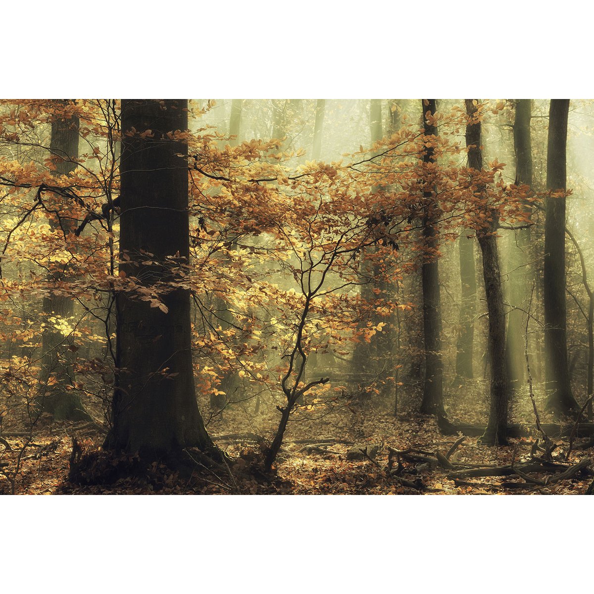 Tableau Feuilles d'automne tableau alu dibond, HEXOA